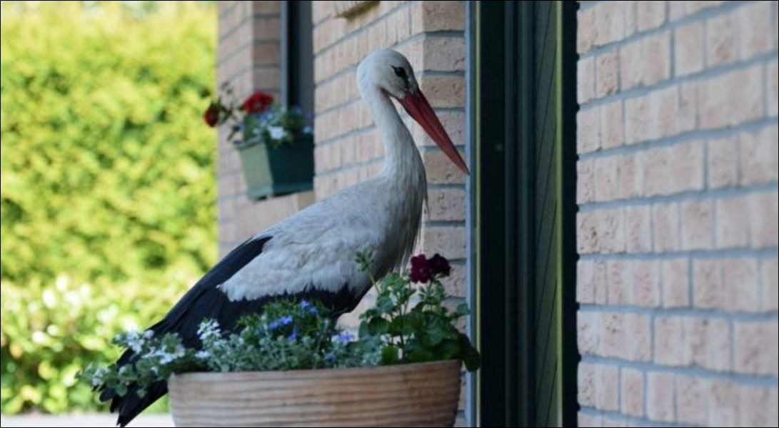 Γιατί ένα ολόκληρο χωριό τρέμει τον… πελαργό;