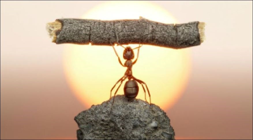 5 τρόποι για να απαλλαγείτε από τα μυρμήγκια