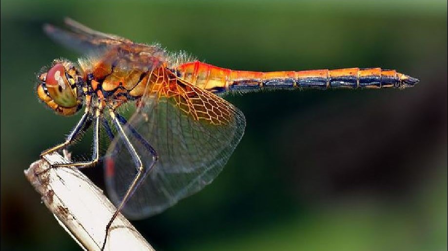 Θηλυκά έντομα κάνουν τα… ψόφια για να αποφύγουν τα αρσενικά