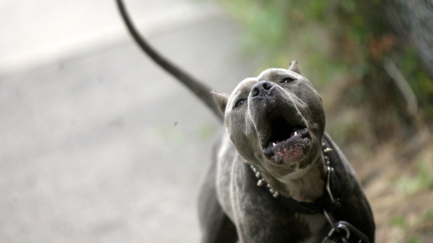 Έκανε 160 ράμματα στο πρόσωπο μετά την επίθεση πιτ μπουλ
