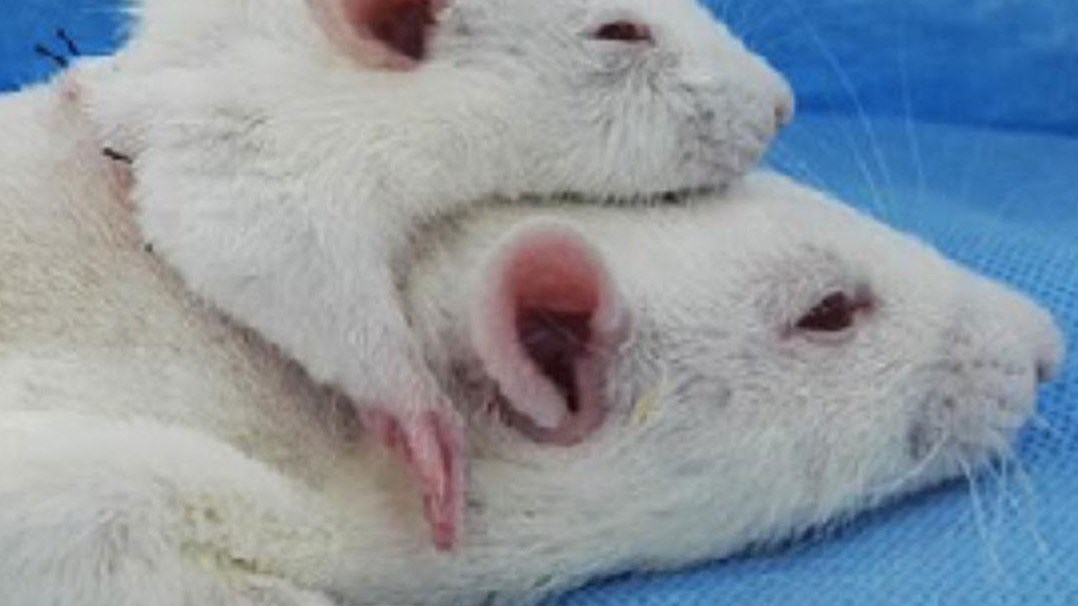 Ο δικέφαλος αρουραίος – Επιστήμονες πραγματοποίησαν μεταμόσχευση κεφαλιού σε πειραματόζωο – ΦΩΤΟ