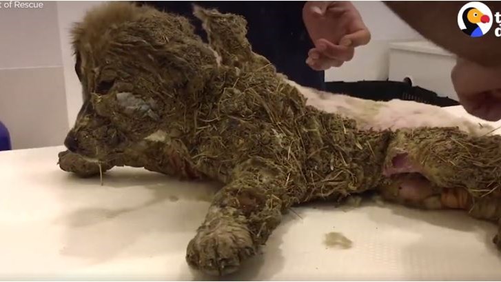 Ραγίζει καρδιές το κουτάβι που κακοποιήθηκε βάναυσα – Η συγκλονιστική μεταμόρφωσή του – ΒΙΝΤΕΟ