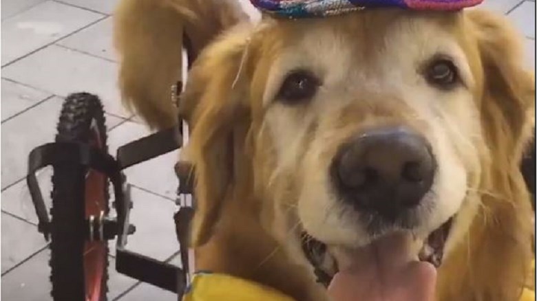 Μαθήματα ζωής από σκύλο που κινείται με αναπηρικό αμαξίδιο – ΒΙΝΤΕΟ