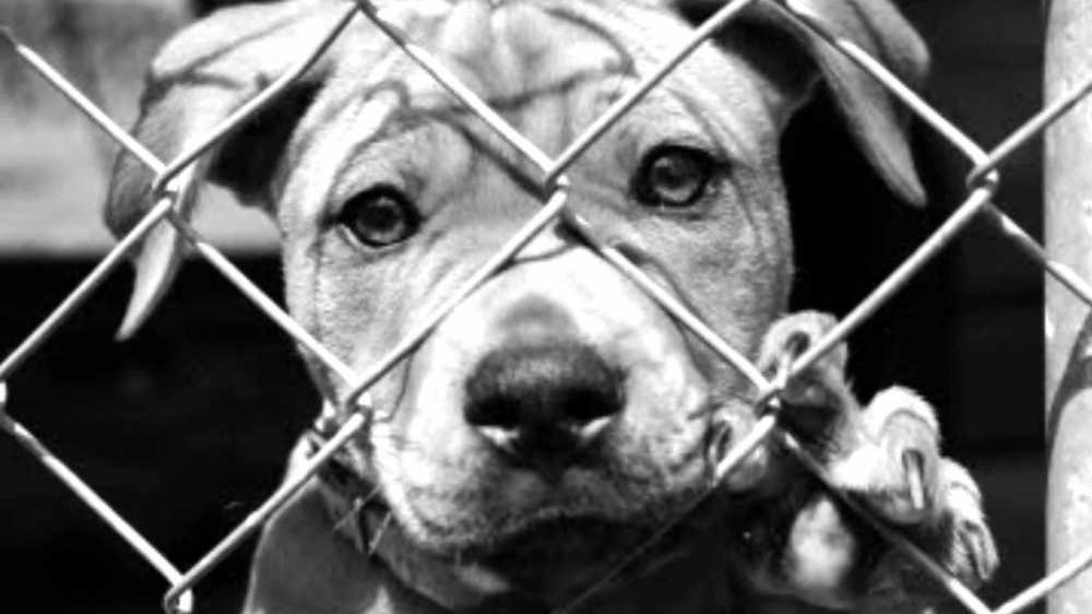 Πυροβόλησε στο κεφάλι κουτάβι και καταδικάστηκε σε 2,5 χρόνια φυλάκιση