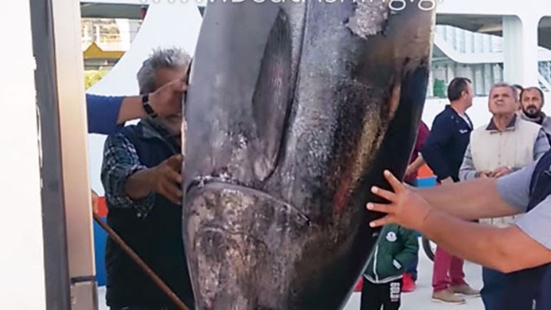 Έπιασαν στα δίχτυα τους έναν γίγαντα της θάλασσας βάρους 300 κιλών – ΦΩΤΟ