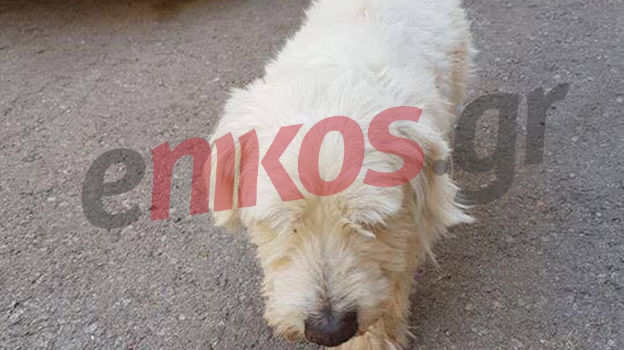 Συγκλονίζει η ιστορία του «Χάτσικο» του Καματερού – Από αναγνώστη του enikos.gr – ΦΩΤΟ