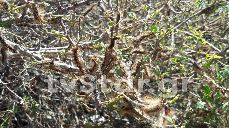 Οι κάμπιες “έπνιξαν” την Λαμία – ΦΩΤΟ – ΒΙΝΤΕΟ