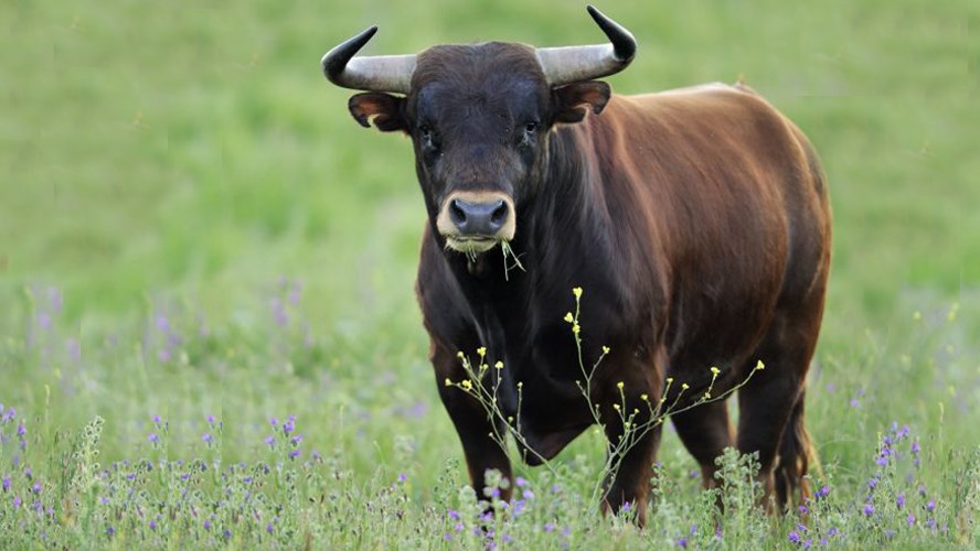 Κρήτη: Μαινόμενος ταύρος τα έκανε γυαλιά-καρφιά στα Μάλια
