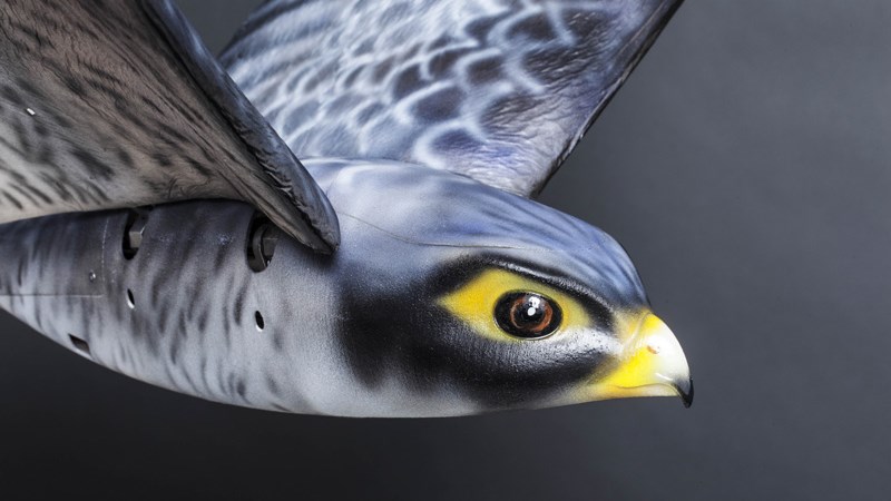 Ρομποτικό πουλί διώχνει τα πουλιά μακριά από τα αεροπλάνα