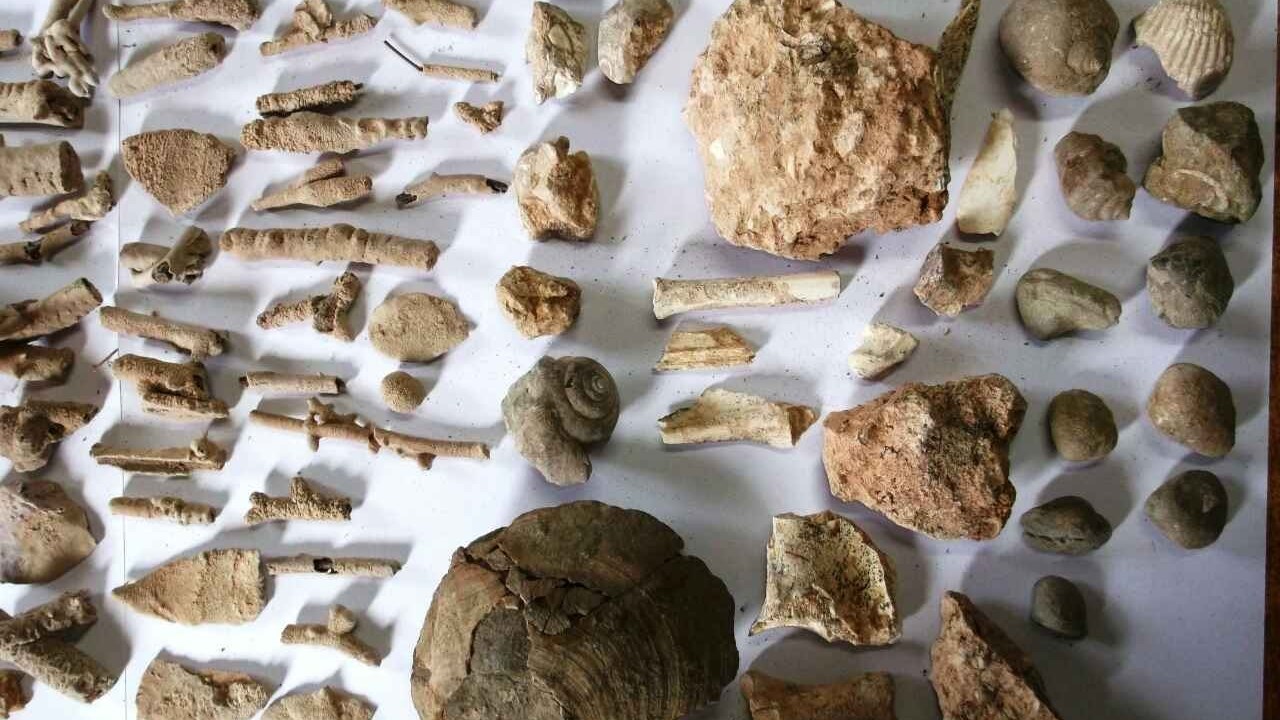 Θησαυρός με αρχαία εντοπίστηκε σε αποθήκες στη Χαλκιδική – ΦΩΤΟ