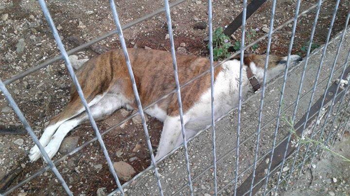 Ο δολοφόνος του Διονύσου – Εκτέλεσε με πυροβόλο 5 σκυλάκια