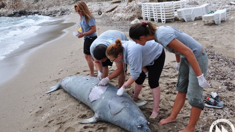 Σκότωσαν με καραμπίνα φώκια στη Σάμο – ΦΩΤΟ