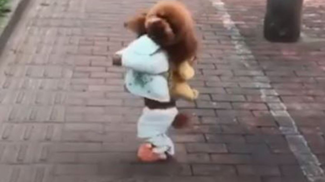 Το σκυλάκι που περπατά στα δυο του πόδια – Η συγκλονιστική ιστορία του – ΒΙΝΤΕΟ
