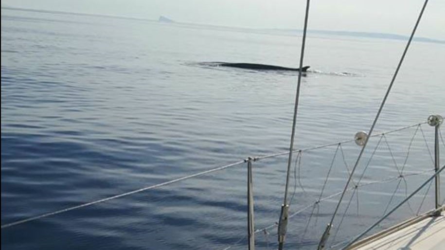 Ένας… τεράστιος και απρόσμενος επισκέπτης στο λιμάνι του Φοίνικα – ΦΩΤΟ