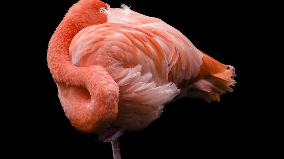 Γνωρίζετε γιατί τα φλαμίνγκο στέκονται στο ένα πόδι;