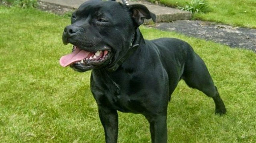 Πίτμπουλ εισέβαλε σε αυλή και κατασπάραξε σκυλάκι