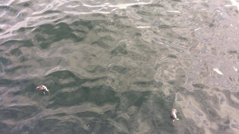 Νεκρά ποντίκια στον Θερμαϊκό – ΦΩΤΟ