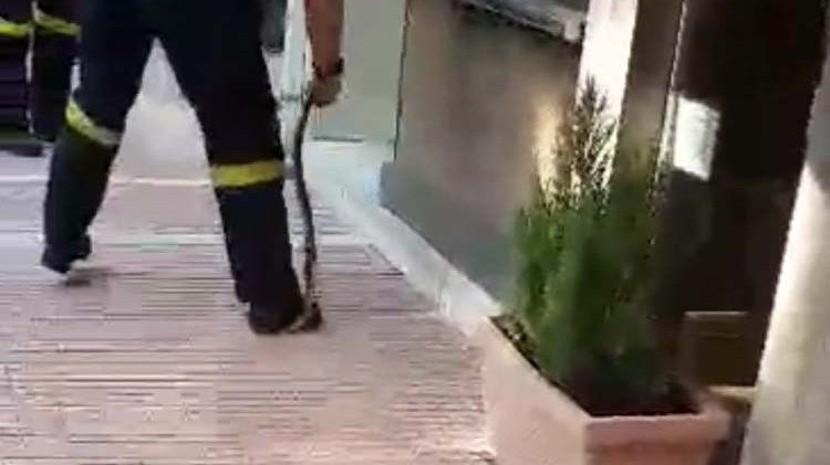 Εντυπωσιακό ΒΙΝΤΕΟ: Πυροσβέστης ακινητοποιεί φίδι με γυμνά χέρια