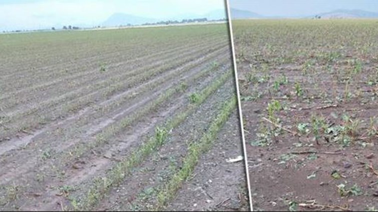 Μεγάλες ζημιές στις καλλιέργειες των Φαρσάλων από χαλαζόπτωση – ΒΙΝΤΕΟ