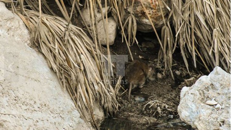 Τραγικές εικόνες από τη Χίο: Πρόσφυγες ζουν ανάμεσα σε αρουραίους και λύματα – ΒΙΝΤΕΟ