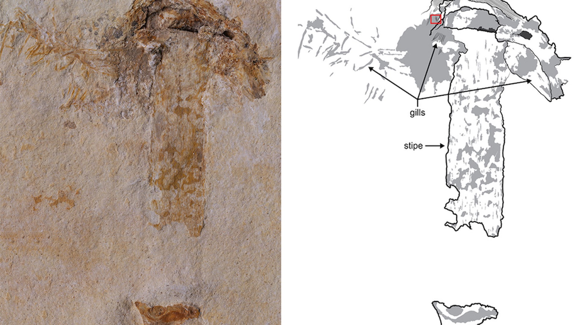 Αυτό είναι το αρχαιότερο απολίθωμα μανιταριού ηλικίας 115 εκατ. ετών – ΦΩΤΟ