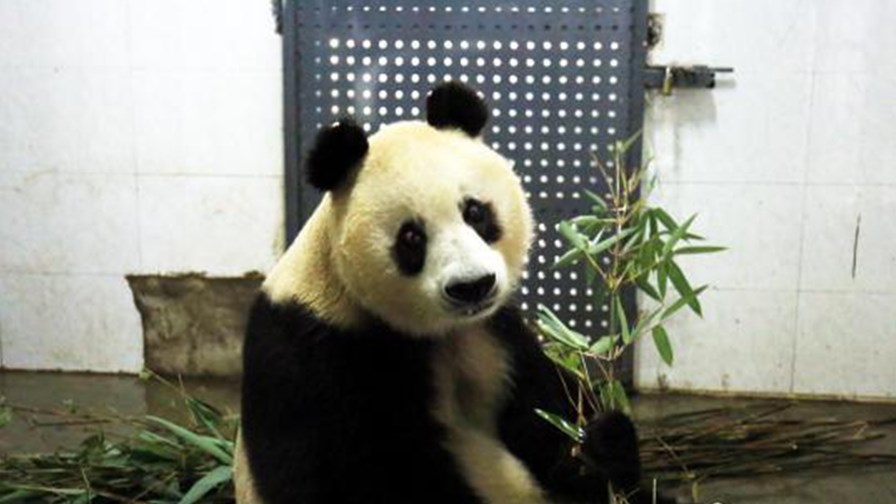 Πέθανε το γηραιότερο θηλυκό γιγάντιο πάντα