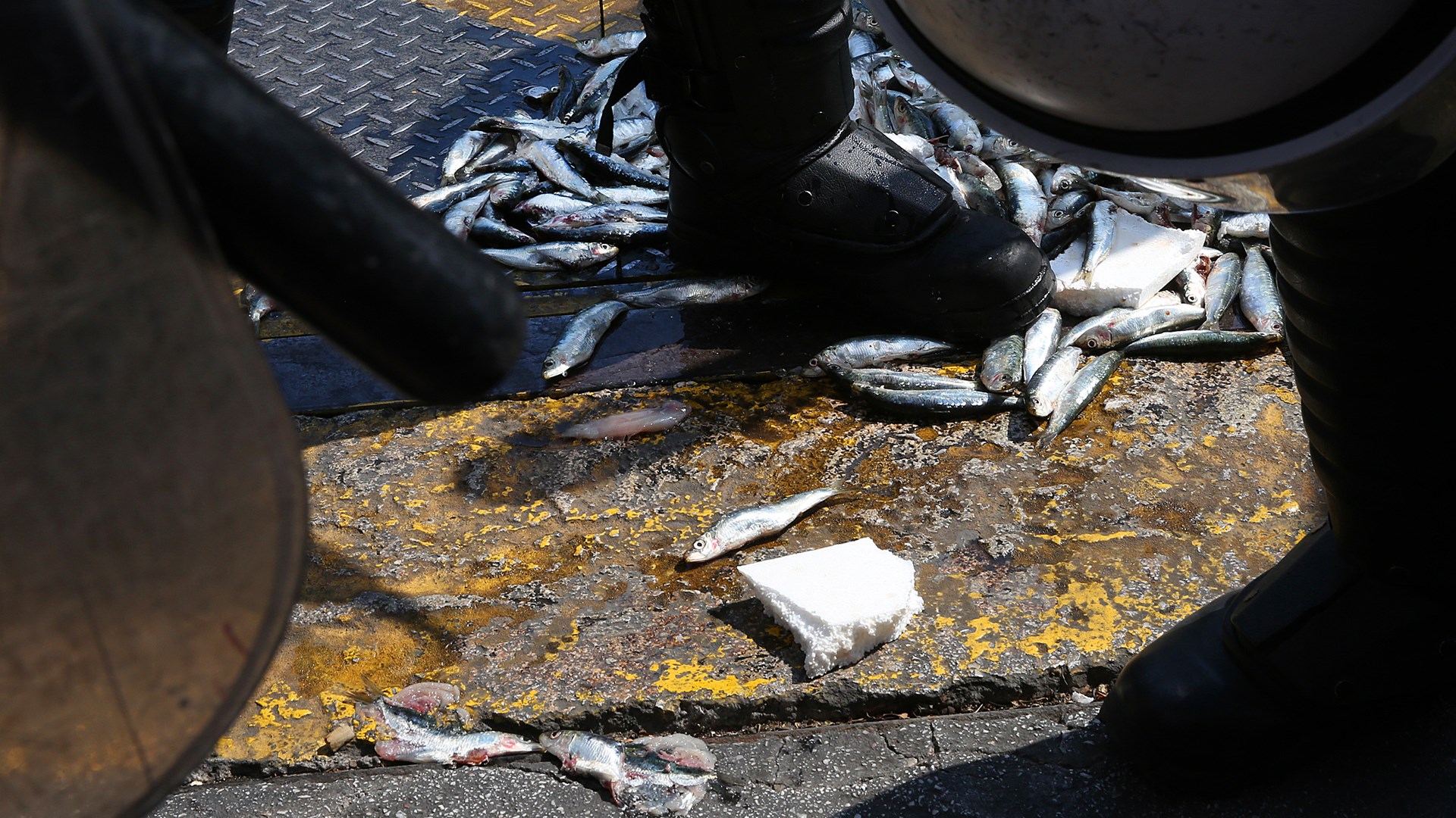 Διαμαρτυρία με…σαρδέλες στη Βουλή – ΦΩΤΟ