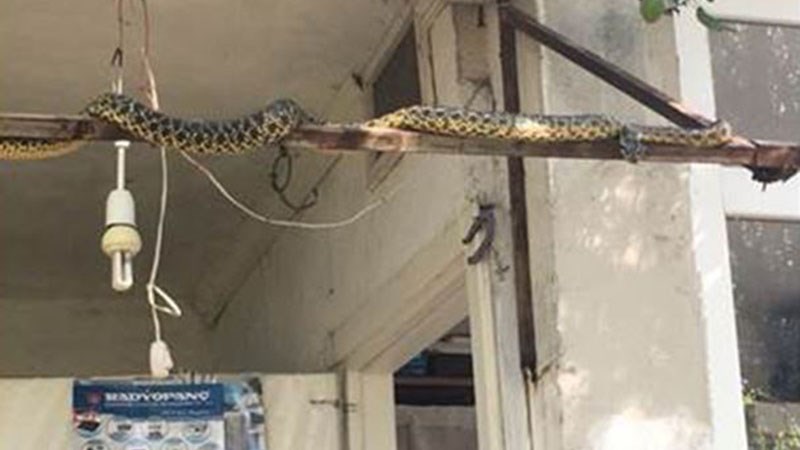 Γέμισε με φίδια η Σμύρνη – Πώς συνδέεται το φαινόμενο με τον ισχυρό σεισμό – ΦΩΤΟ