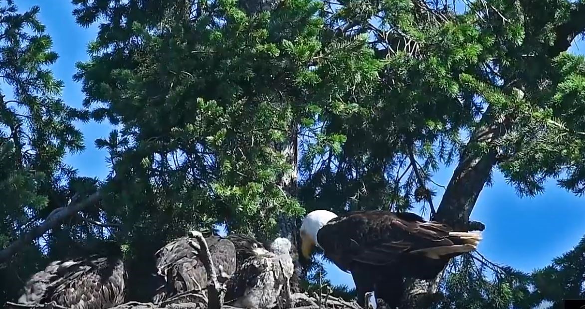 Ζευγάρι αετών μεγαλώνει ένα… γεράκι – BINTEO