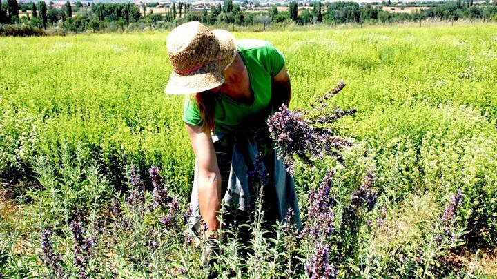 Το σχέδιο για ανάπτυξη της καλλιέργειας αρωματικών φυτών – Κάλεσμα Αποστόλου σε αγρότες