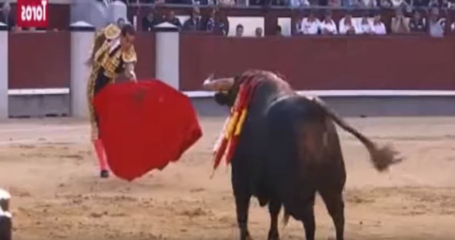 Διάσημος ταυρομάχος σκοτώθηκε μέσα στην αρένα – Σκληρές εικόνες – ΒΙΝΤΕΟ
