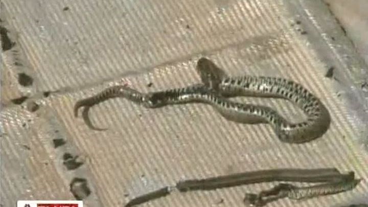 Γέμισε φίδια η Λάρισα – Τι απαντά η δημοτική αρχή