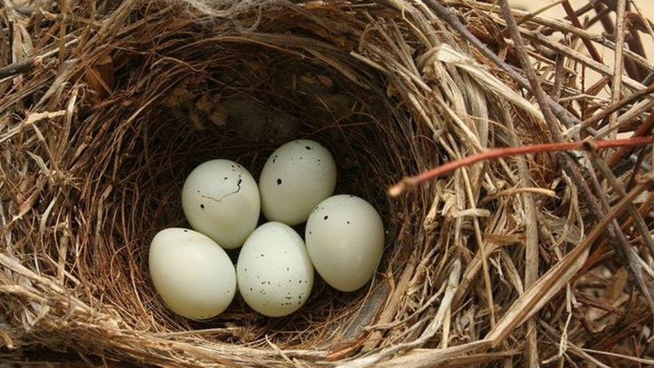 Γιατί τα πουλιά βάζουν αποτσίγαρα στις φωλιές τους;