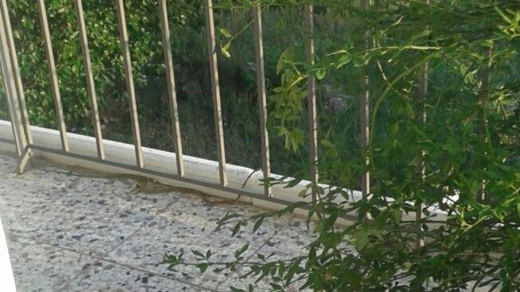 Νέο περιστατικό με φίδι κοντά στη Λάρισα – ΦΩΤΟ