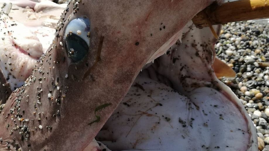 Τα σαγόνια του καρχαρία… σε παραλία της Καλαμάτας – ΦΩΤΟ