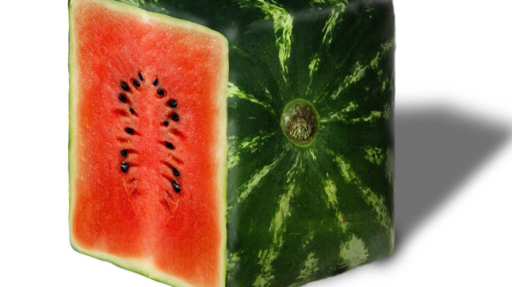 Γιατί οι Ιάπωνες καλλιεργούν τετράγωνα καρπούζια;