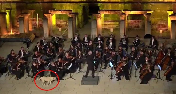 Τουρκία: Ένας σκύλος που λατρεύει την… κλασική μουσική – ΒΙΝΤΕΟ