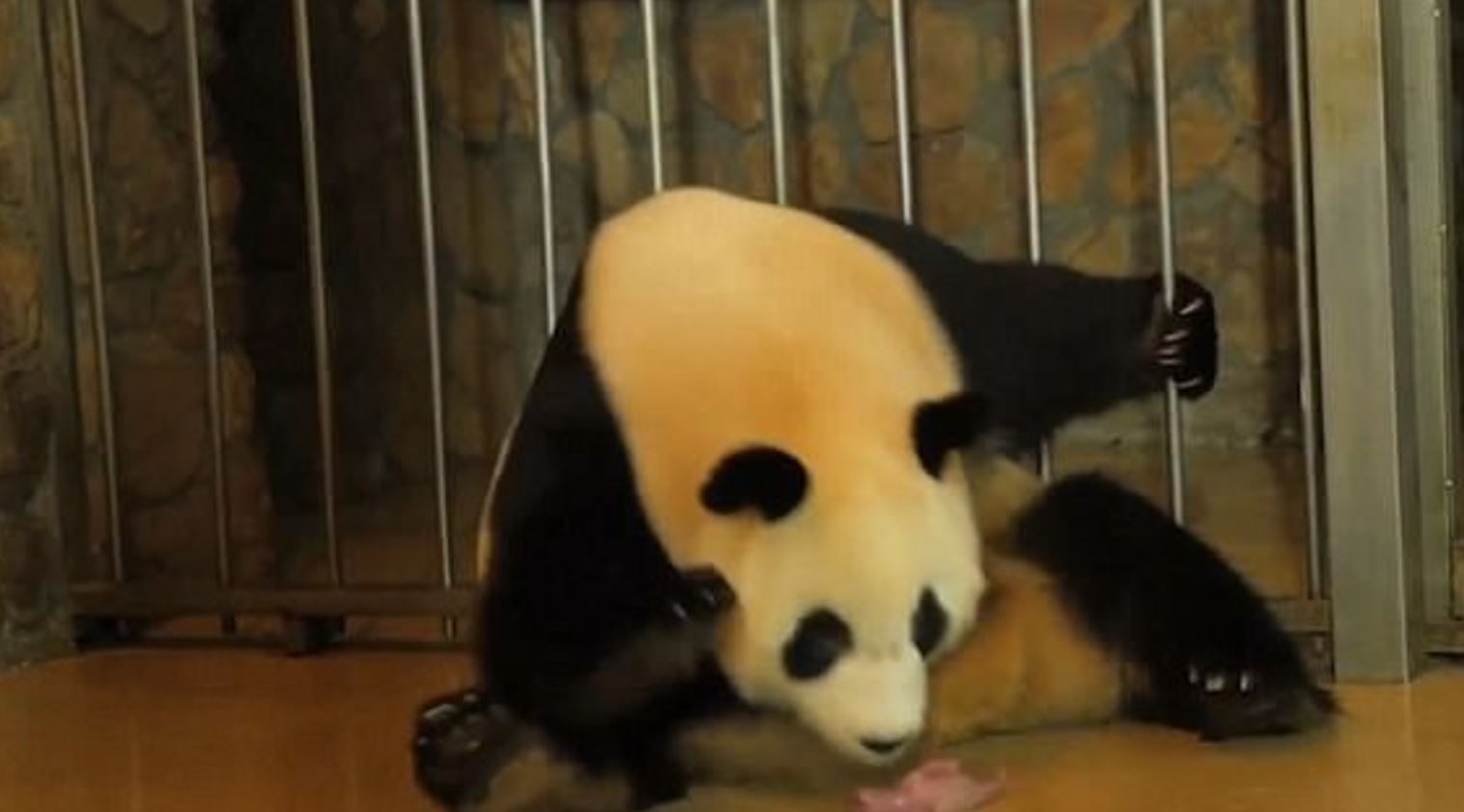 Η συγκλονιστική στιγμή της γέννησης δύο πάντα – ΒΙΝΤΕΟ