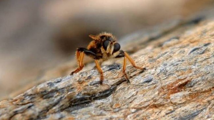 Σοκ στην Αρκαδία – Πέθανε από τσίμπημα σφήκας