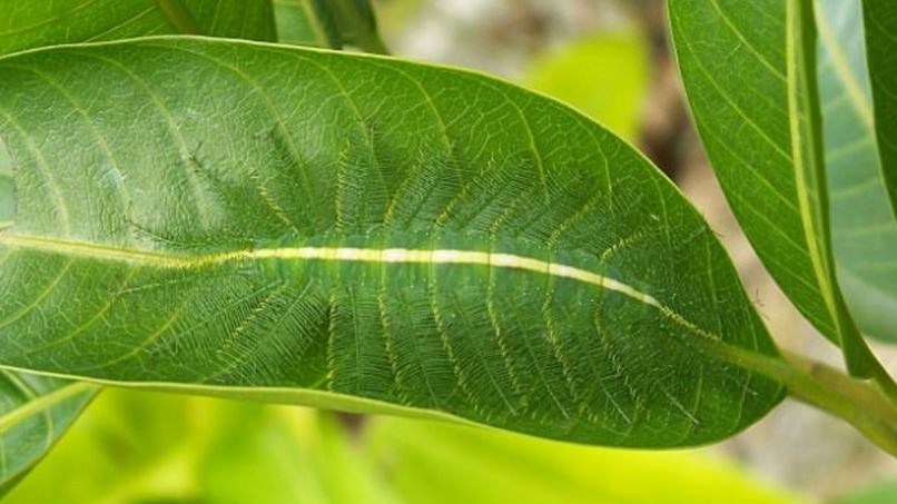 Το τέλειο καμουφλάζ κάμπιας – Μπορείτε να την εντοπίσετε; – ΦΩΤΟ