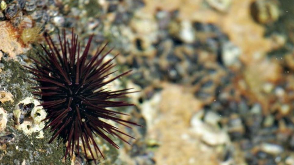 Πατήσατε αχινό; Δείτε πως θα βγάλετε γρήγορα τα αγκάθια