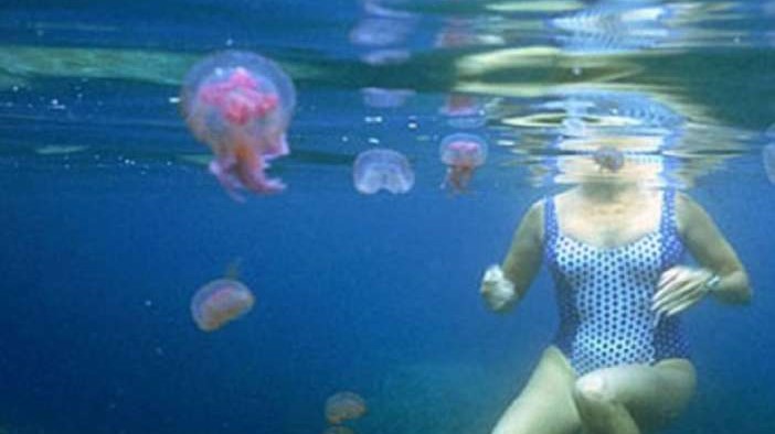 Τι πρέπει να κάνετε αν σας τσιμπήσει τσούχτρα