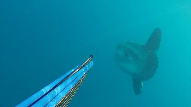 Το μεγαλύτερο ψάρι του κόσμου τρόμαξε ψαροντουφεκά στον Αγιόκαμπο Λάρισας -ΒΙΝΤΕΟ