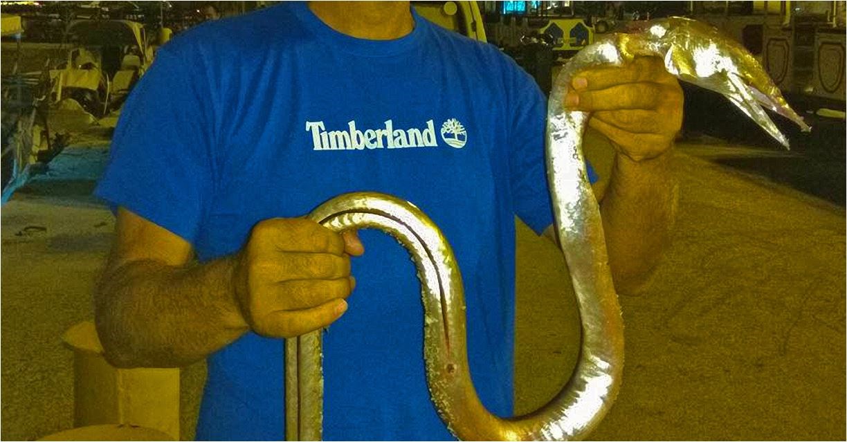 Τεράστιο “ψάρι-φίδι” έπιασε ψαράς στο Ναύπλιο – ΦΩΤΟ