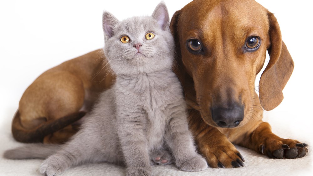 Σκύλος και γάτα στο ίδιο σπίτι: Όνειρο ή εφιάλτης;