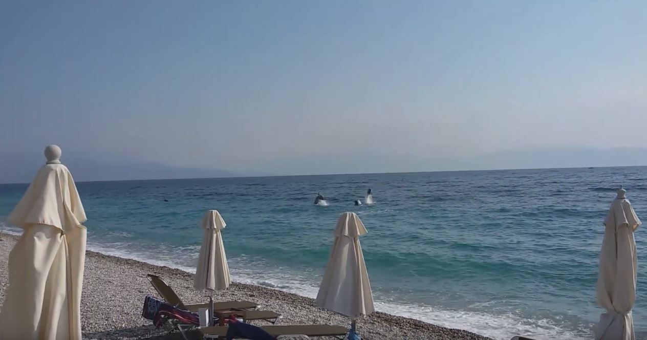 Δελφίνια στην παραλία της Ακράτας – ΒΙΝΤΕΟ