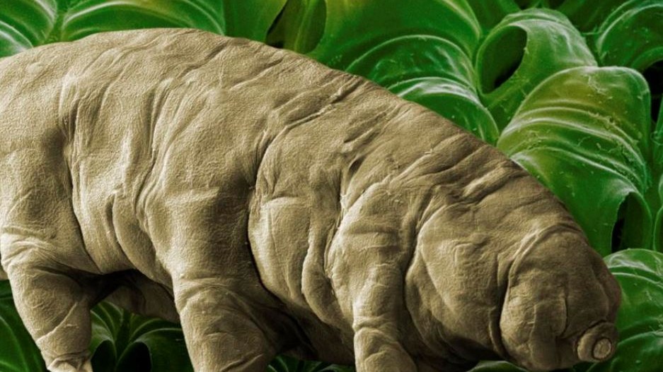 Αυτό είναι το πιο… σκληροτράχηλο πλάσμα στη Γη – ΦΩΤΟ