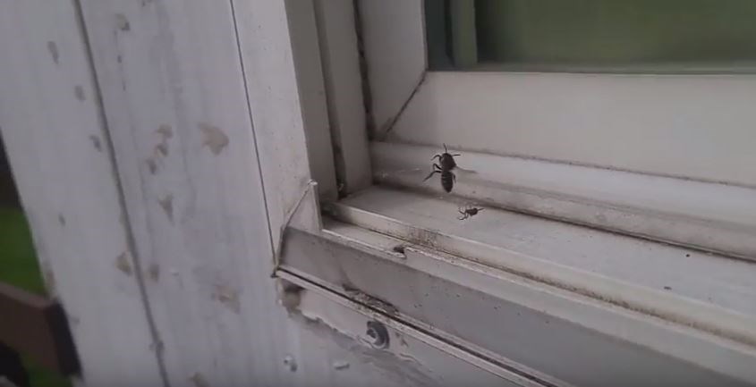 “Επική” μονομαχία ανάμεσα σε μέλισσα και αράχνη  – ΒΙΝΤΕΟ