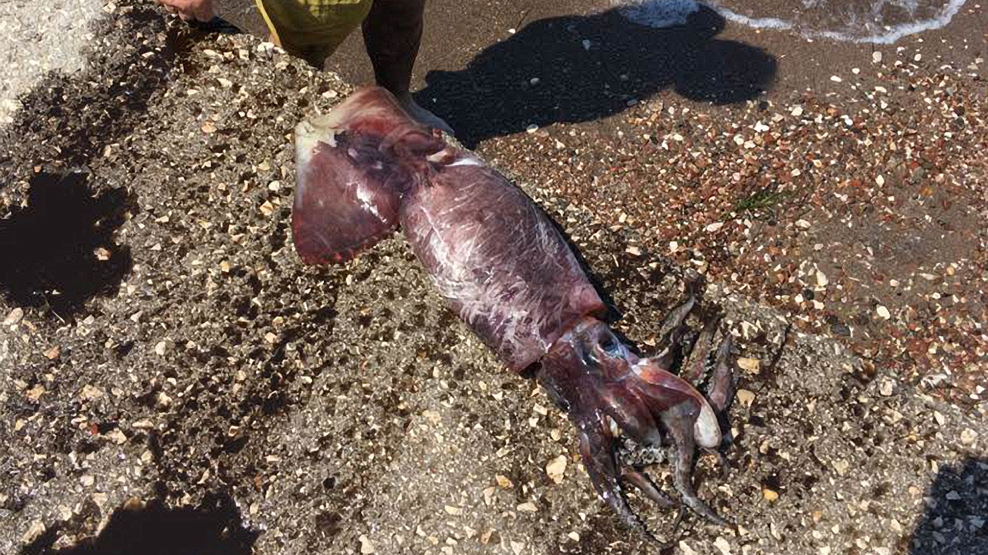 Ψαροντουφεκάς έπιασε καλαμάρι 1,5 μέτρου στα Ίρια Αργολίδας – ΦΩΤΟ