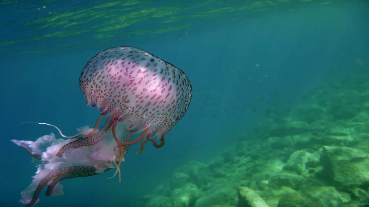 “Κοπάδια” από τσούχτρες-μέδουσες στις θάλασσες – Τι πρέπει να κάνετε αν σας τσιμπήσουν